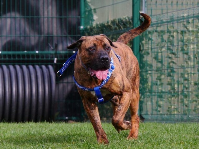 Meet Bo, a Cane Corso Cross one-year-old female. Still waiting. This exceptionally affectionate girl loves lots of attention and company!
She is looking for a new home with somebody who is experienced in owning large breed dogs. Bo is very sociable and loves meeting new people and dogs when out and about, she can sometimes pull through excitement so needs a strong handler who can train her how to meet people politely.
Bo could be re-homed with a well socialised, male dog who is happy to share their owner's attention. She can live with adults only, may live with dogs
but cannot live with cats. See: https://rspca-radcliffe.org.uk/animal/bo/