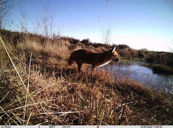 A fantastic fox was captured on camera at Vicar Water Country Park.