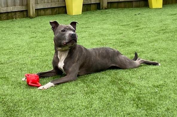 Theo is a six year old Staffordshire cross. He can be a little shy and unsure of new people but will slowly make friends with some patience and a yummy treat or two.