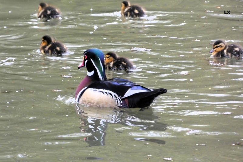 ​This North American Wood Duck among the ducklings was photographed by Lynda Blackshaw at Tickhill Millpond.