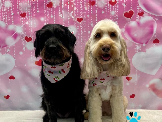 Love was in the air at this Valentine's photoshoot.