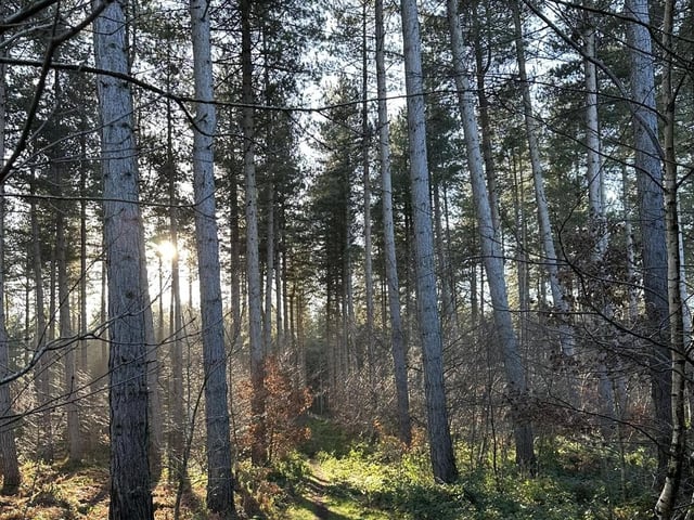 Step back in time to a medieval landscape of historic heathland and ancient woodland where wildlife thrives. RSPB Budby South Forest has a 4.7 rating on Google reviews.
