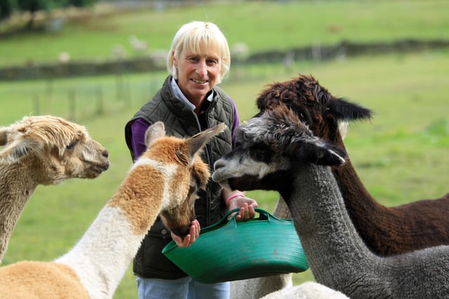Elaine Sharp runs Mayfield Alpacas - a farm in Fulwood with a large herd of the friendly creatures that people can visit.