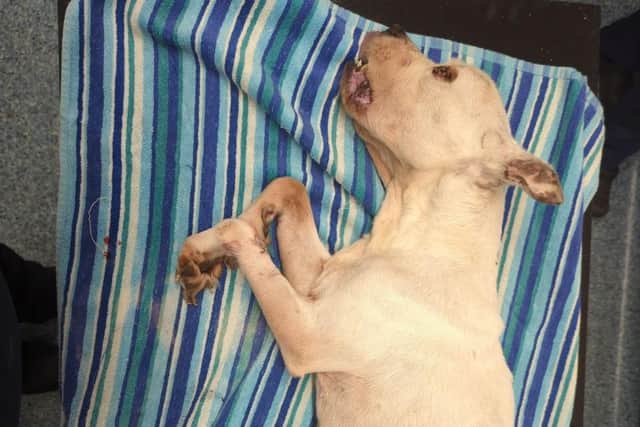 Mansfield Magistrates’ Court heard Staffordshire bull terrier Tia was denied a visit to the vet’s despite having a ruptured eye, very low body condition, fleas, sores and overgrown claws.