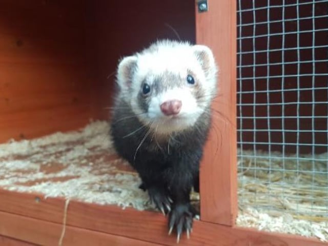 This handsome Highlands lad is looking for a loving new home. MacTavish is a friendly boy who loves to play.