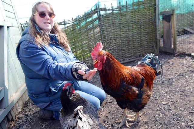 Infuriated allotment-holder Ceri Collen-Boot with her beloved cockerel at Whinney Lane in Mansfield Woodhouse.