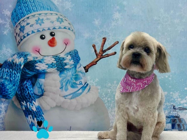 You’d be barking mad not to take advantage of the festive photoshoot