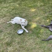 Cathy shared a photo of her three-legged dogs Bluebelle (adopted after owner died) and Elvis from Romania (Elvis paw got caught in a trap). Both dogs were taken in by Cathy and given a new home.