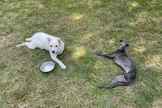 Cathy shared a photo of her three-legged dogs Bluebelle (adopted after owner died) and Elvis from Romania (Elvis paw got caught in a trap). Both dogs were taken in by Cathy and given a new home.
