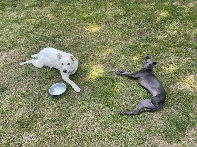 Cathy shared a photo of her three-legged dogs Bluebelle (adopted after owner died) and Elvis from Romania (Elvis paw got caught in a trap). Both dogs were taken in by Cathy and given a new home.