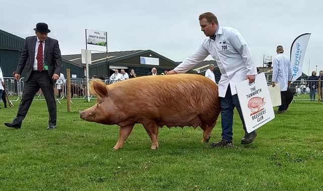 There was a pig show at this year's Nottinghamshire County Show