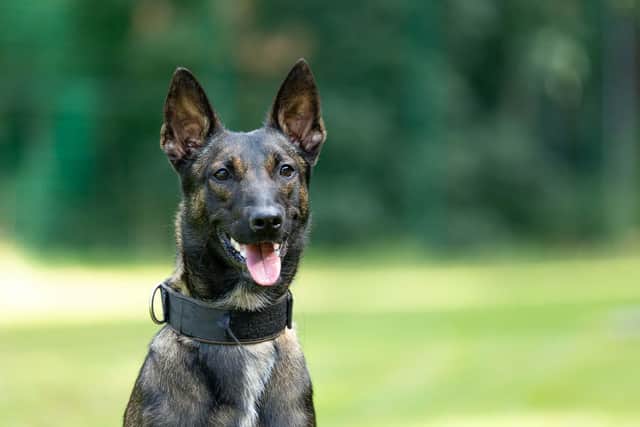 PD Chaos pictured after his licencing.