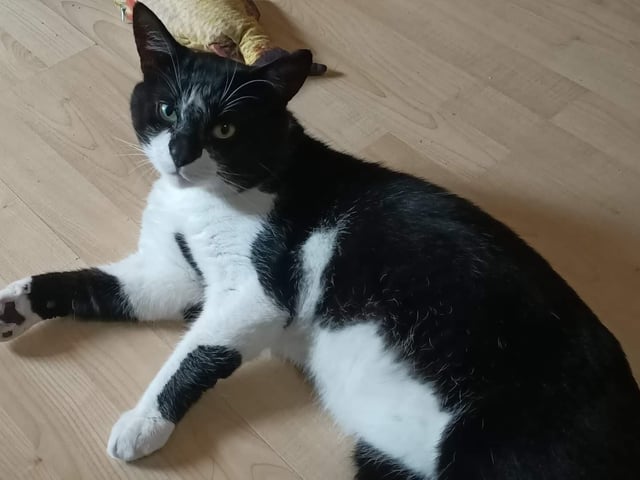 Mansfield Cat Rescue said: "'Herman is another lost boy, aged about three-four. Very affectionate and talkative, he would be happy in a home with other cats and with children."