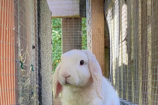 Rescued rabbit Reacher.