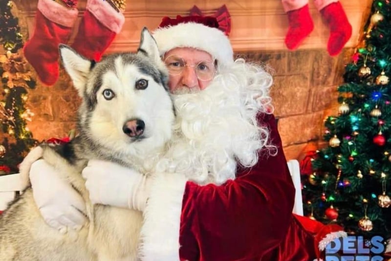 Laura took her husky Loki to meet Santa and said he loved it.