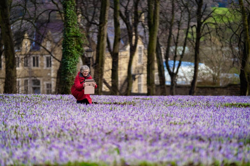 The carpet of crocuses makes for a stunning sight