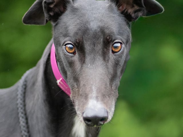 Bruce is a sensitive and affectionate greyhound who has gained confidence with the help of our staff and volunteers. He is sociable with other greyhounds but prefers to be an only dog as he doesn't like sharing his kennel. Bruce would thrive in a calm, peaceful home with patient owners. He would love a garden to run in and would benefit from long, quiet walks. He truly deserves a loving home of his own.