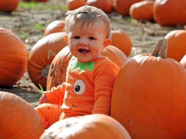Maxeys Farm Shop hosts pumpkin picking around Halloween and it becomes the UK's biggest pumpkin farm.