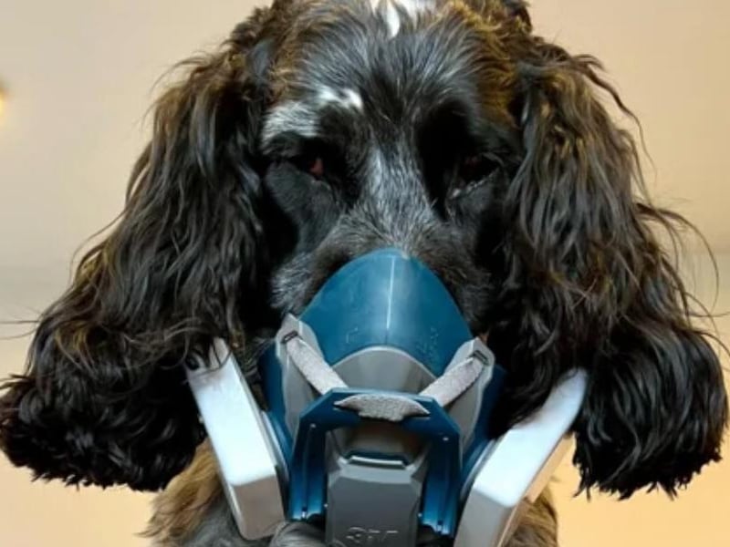 In an exciting new development to celebrate the launch of our Community Risk Management Plan, Nottinghamshire Fire and Rescue Service is pleased to announce a groundbreaking fire safety course designed for pets and animals. This course will teach pets vital life-saving skills, including the important technique of "Stop, Drop, and Roll." Although this may seem convincing, the news story is actually an April Fools' joke.