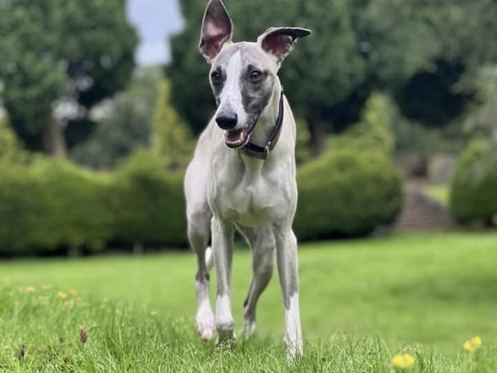 Here is the bouncy one-year-old Enzo.