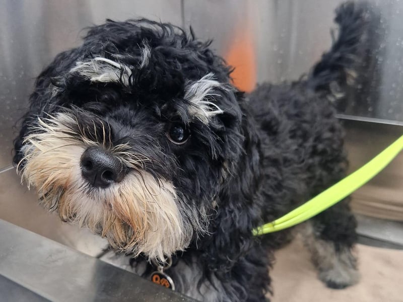 Prim & Proper Dog grooming is a home-based dog grooming service in Mansfield. It was another popular and highly recommended business. Pictured is satisfied customer Gus, having a 'splish splash' bath. For more information, readers can email primpropergrooms@gmail.com