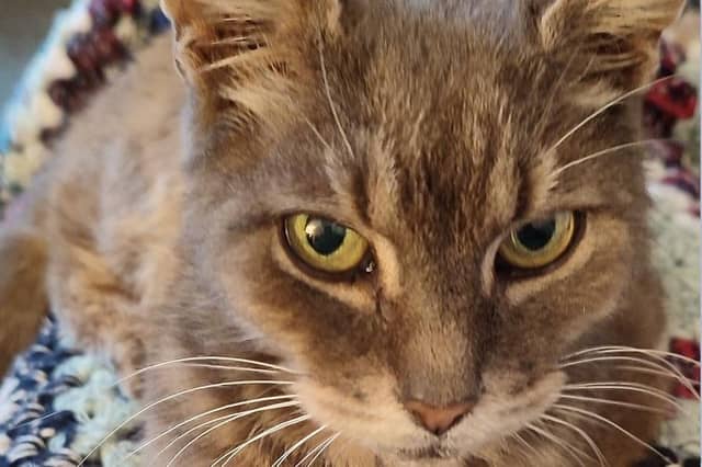 Smokey has been reunited with his owner in Jacksdale after being missing for a decade. Photo: Sam Hope