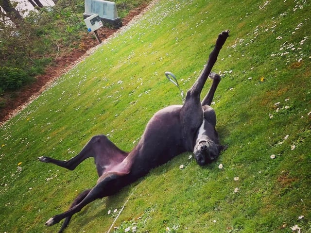 Ethel, aged seven, is a retired racer - living her best life.