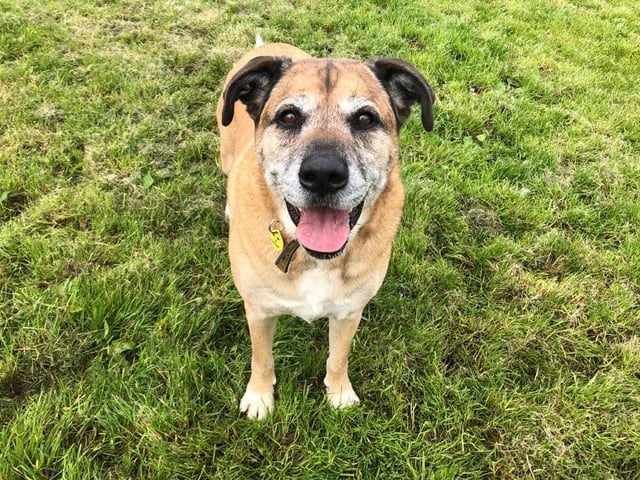 An eight year old crossbreed, Binx is very playful. He is also very intelligent and knows a lot of commands. Binx is very loyal to his owners and can live with with a maximum of two people in the house.