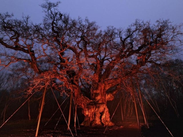 Halloween is a time for frightening tales, bone-chilling shivers and unbridled wonder. So why not get on down to the Sherwood Forest Visitor Centre at Edwinstowe on Sunday (5.30 pm to 7 pm) for a family session with story-teller Jim Munro, who will share traditional tales of strange doings, of vengeance taken and of treasures lost and found against the twilight backdrop of the ancient woodland.
