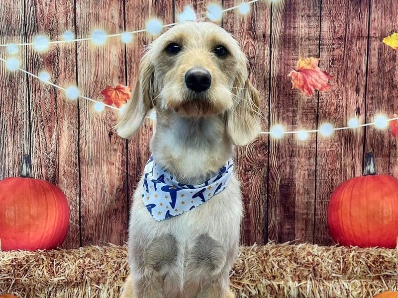 Every dog who is booked in for a groom during October will receive a themed bandana and have one of these gorgeous photos taken with our cute pumpkin backdrop!