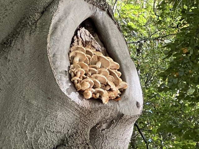 Join experts for a guided walk through the beautiful Sherwood Heath and explore the fascinating world of mushrooms and fungi! The event starts at 10am to 12, doors at 9.50am. Meet at the Sherwood Heath sign by the picnic benches. Parking in the layby opposite the green hut or at the Alders Pub. The tickets are £1.79 – £6.13. Book at https://www.eventbrite.co.uk/e/fungi-walk-tickets-1720448410509?aff=ebdssbdestsearch