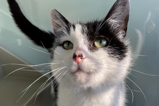 Meet Hamlet! A gentle boy who loves everyone and everything. Due to his age, he is suffering from a little bit of arthritis in his back legs, but this is nothing regular pain medication can’t fix. He could live with other cats and kids in a new home.