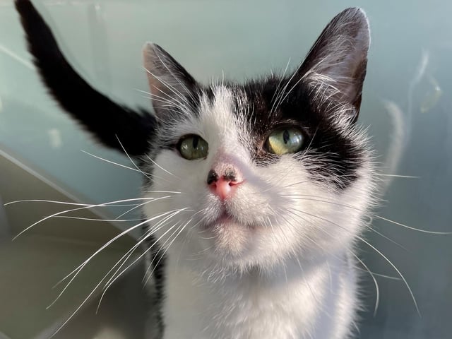 Meet Hamlet! A gentle boy who loves everyone and everything. Due to his age, he is suffering from a little bit of arthritis in his back legs, but this is nothing regular pain medication can’t fix. He could live with other cats and kids in a new home.