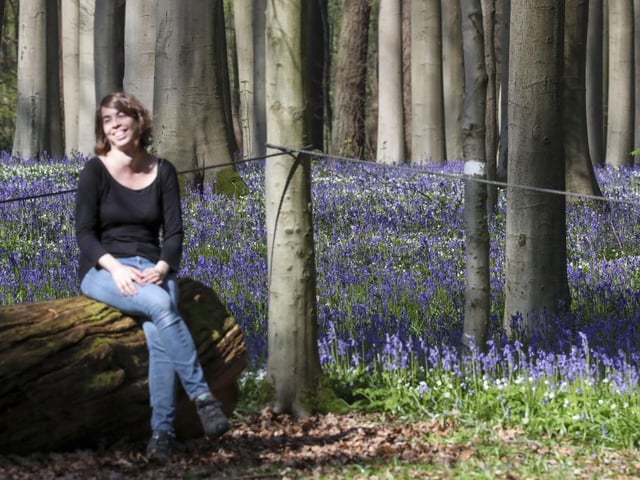 Here are some places where you can see bluebells this year before it's too late