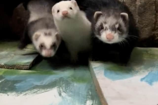 Rosie has had ferrets ever since she was 12 and her love for the animals came from her father