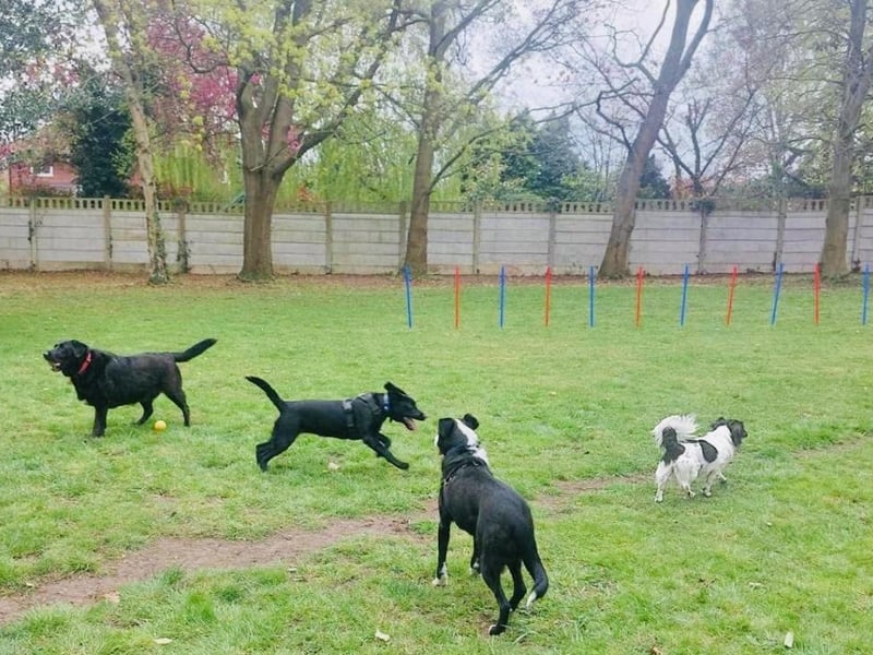 The first session of Warsop Doggy Social Club was a success, with several dogs exploring the space and socialising. The McRells plan to expand their business by offering additional dog-related services in the future.