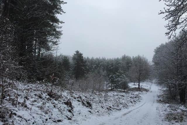 Wintry weather at the Sherwood Pines.