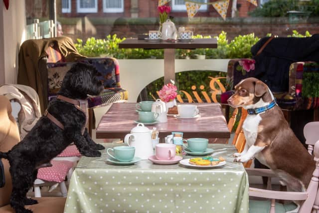 A list of highly rated dog-friendly cafés in and around Mansfield.
