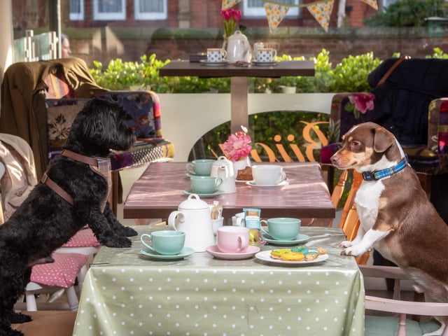 A list of highly rated dog-friendly cafés in and around Mansfield.