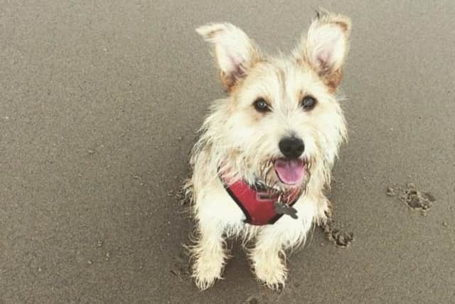 Six-year-old terrier Ruby was hit by a car in Ollerton on Sunday, November 1.