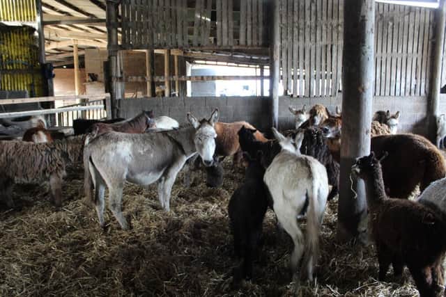 More than 450 farm animals were found following the investigation.