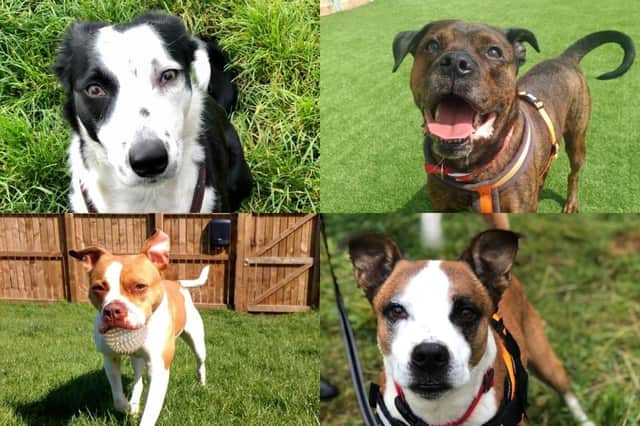 Could you give one of these pups a home?