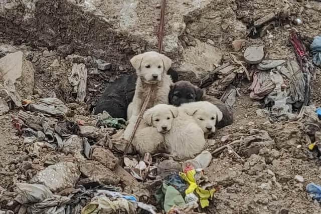 Puppies found on the scrap heap.