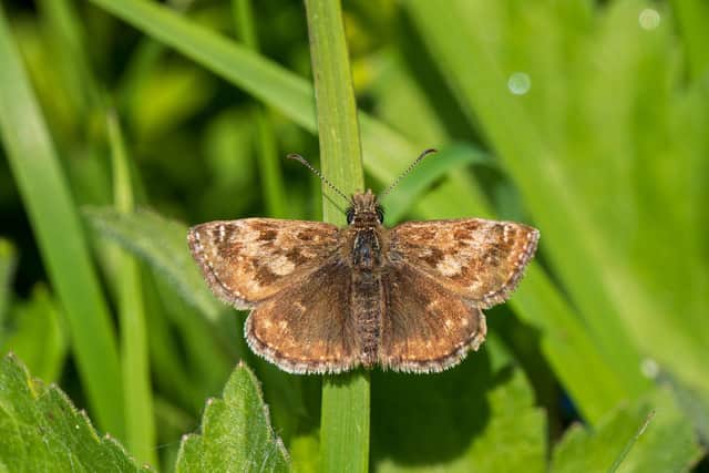 Stephan Morris/shutterstock_2390570781 – The Dingy Skipper
