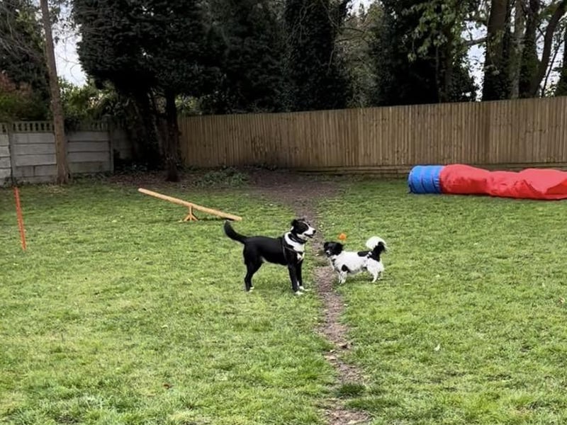 The sessions help build the confidence of both dogs and their owners in a safe, secure environment.