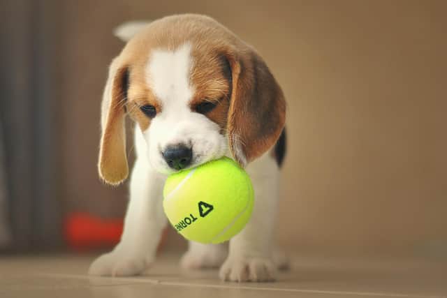 In 2020, 11 dogs were found to have been brought in illegally in Nottinghamshire.