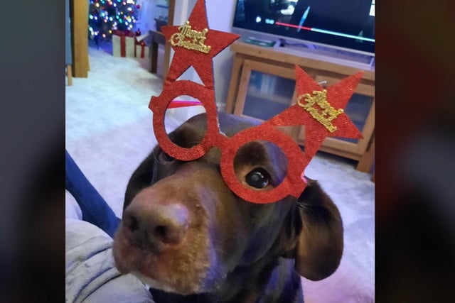 In the run up to Christmas 2020, our readers have shared their pets adorable festive costumes.