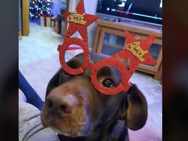 In the run up to Christmas 2020, our readers have shared their pets adorable festive costumes.