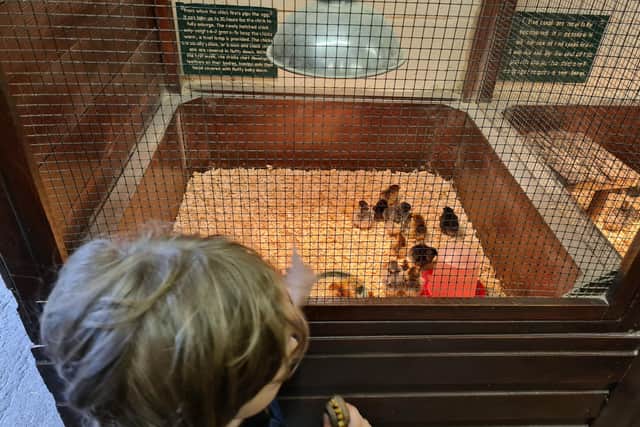 My youngest son, Jacob, was enthralled by the new chicks that had been hatched in the incubation room.
