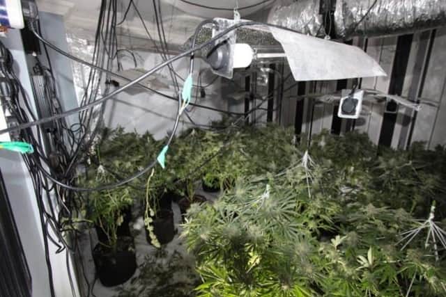 Cannabis plants discovered in a house in Mansfield.